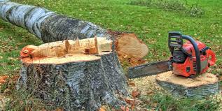 How Our Tree Care Process Works  in  Fort Shawnee, OH