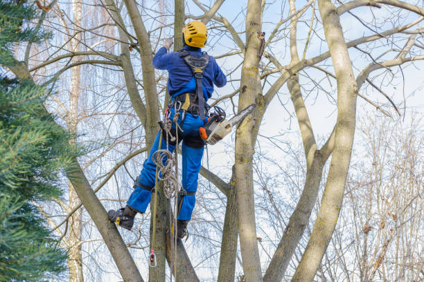 How Our Tree Care Process Works  in  Fort Shawnee, OH