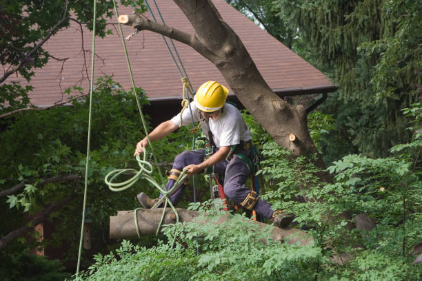 Trusted Fort Shawnee, OH Tree Care Experts