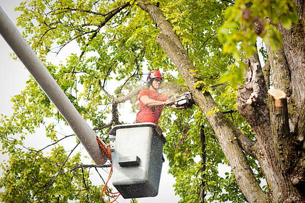Tree and Shrub Care in Fort Shawnee, OH